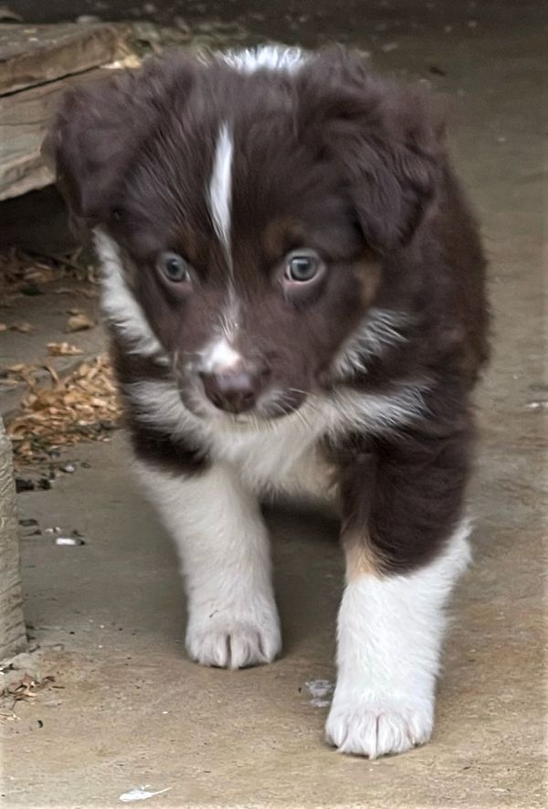 little red tri female at 7 wks