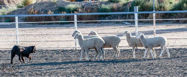 photo credit; Rustic Photography