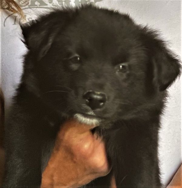 smaller black bi male at 7 wks