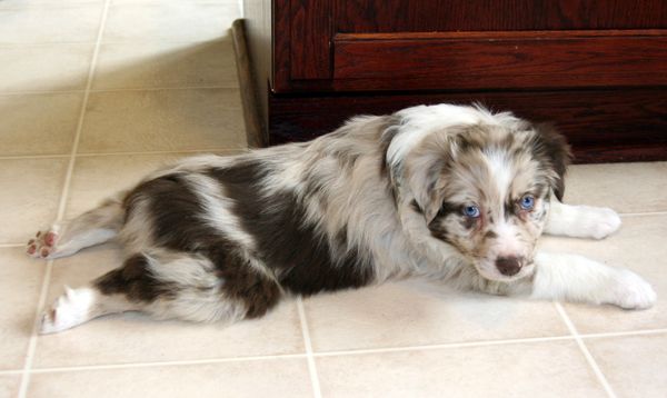 baby Gunny