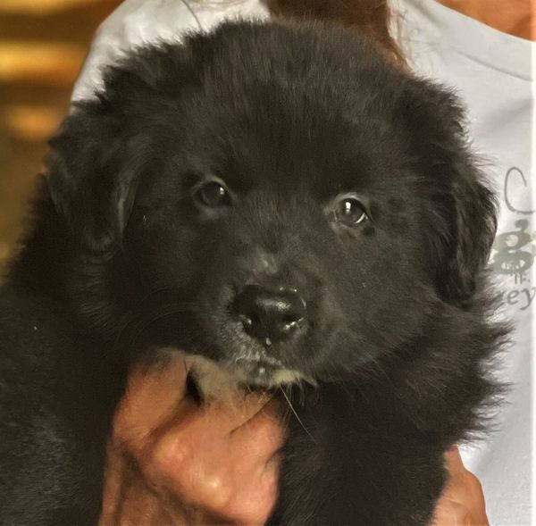 larger black bi male at 7 wks