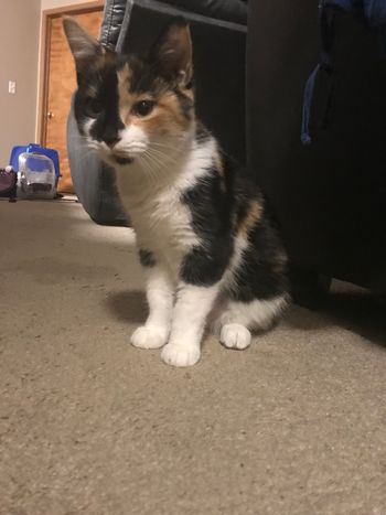 Patches female 5 to 6 months . Patches is a sweet and chill gal. Loves to be held like a baby so she can fall asleep in you arms. Come see me at petsmart Polaris.