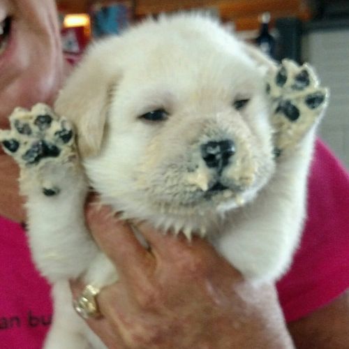 Not Boo! it's GOO!