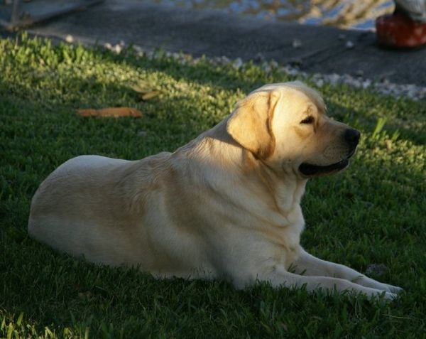 Sunny relaxing in the shade