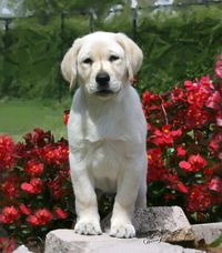Sunny as a puppy