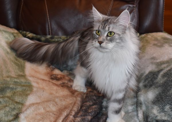 Prairiebaby Hazel of Nebraskcoons. "Hazel". Silver Classic Tabby with White. Polydactyl on all four paws.(4WD)