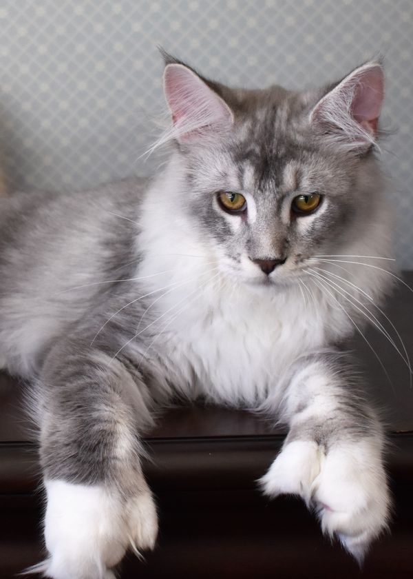 Nebraskcoons Nikolai. Blue Silver Tabby and White. 4WD poly