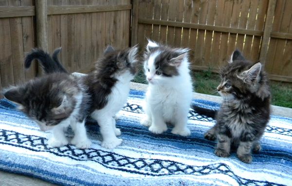 Charlie Brown litter at 6 weeks