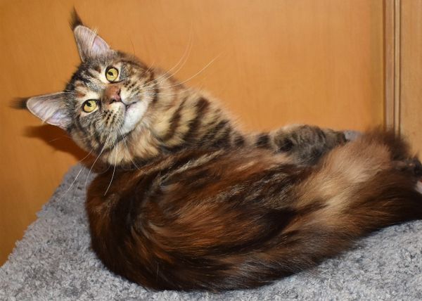 Cleo