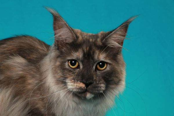 Nebraskcoons Velvet Moon. aka Velvet. Black Smoke Tortie. Champion and Regional Winner.