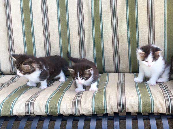 Charlie Brown litter at 4.5 weeks