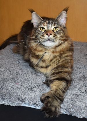 RW Nebraskcoons Cleopawtra. "Cleo". Brown Torbie. Poly on front paws.