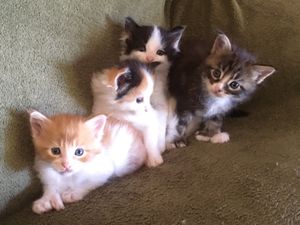 Litter C at 4.5 Weeks