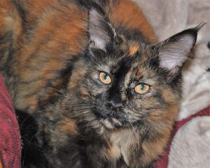 Mother: Nebraskcoons Quinn Bea
Black Tortie. polydactyl
