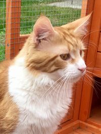 Sire: Mishka. Red Classic & White Tabby. Polydactyl