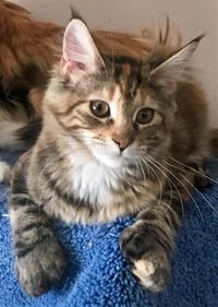 Nebraskcoons Sasha. "Sassy". Brown Classic Torbie. Polydactyl. HCM n/n. SMA negative