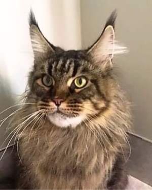 Tassel Magic Hennessy of Nebraskcoons. aka Henny. Brown Mackerel Tabby