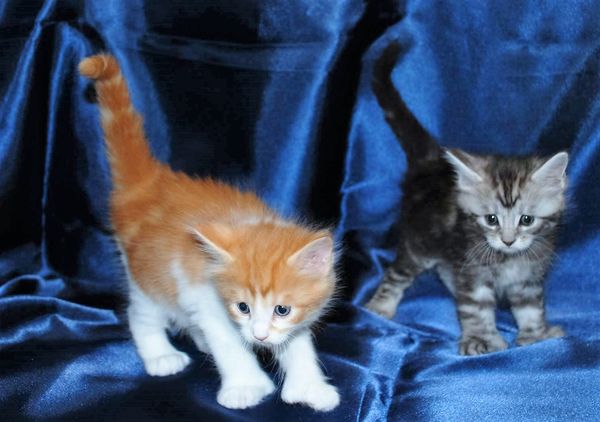 Denver and Dexter at 5 Weeks