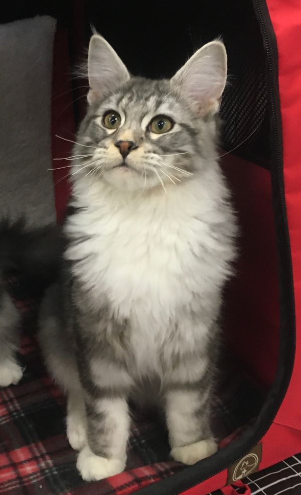 Prairiebaby Herbie of Nebraskcoons. "Herbie". Silver Classic Tabby and White