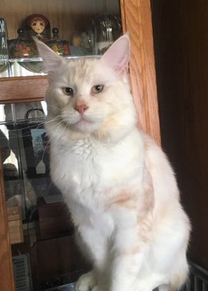 CH Nebraskcoons Hughie. aka Bubba. Red shaded tabby. Parents: Nebraskcoons Winnie Pooh and Prairiebaby Herbie