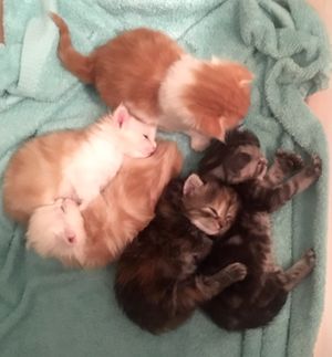 Litter D 2 weeks