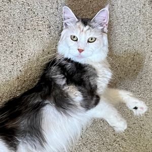Nebraskcoons Lucy. Silver Patched Tabby and White