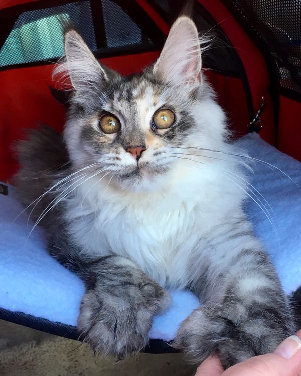 Pepperminta P from Tassel Magic
"Pepper". Silver Torbie. polydactyl