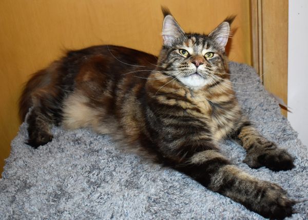 Nebraskcoons Cleopawtra. "Cleo". Brown Patched Tabby. Polydactyl on front paws.