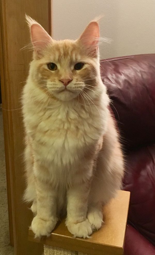 Nebraskcoons Winnie Pooh. "Winnie". Red Silver Classic Tabby
