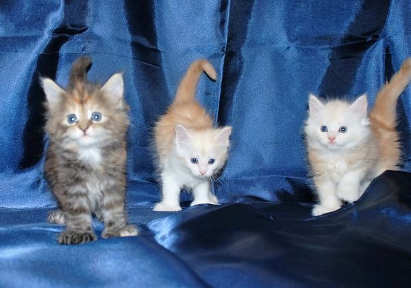 Darcy, Dixie and Daisy at 5 weeks