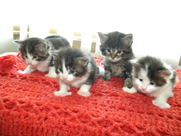 Charlie Brown litter at 3.5 weeks