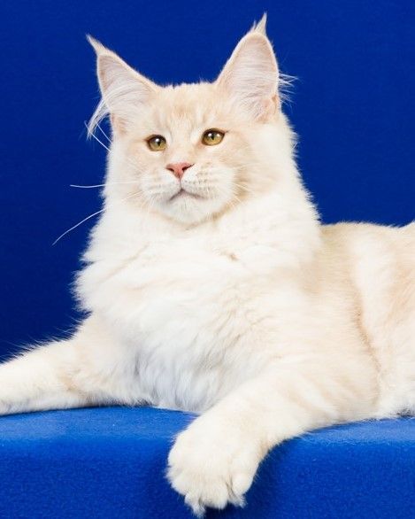 QCH Ascent Gavriil of Nebraskcoons
"Gavriil". Cream Silver Ticked Tabby