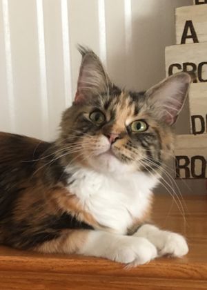 Nadia