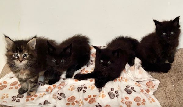 Litter E3. 6 weeks