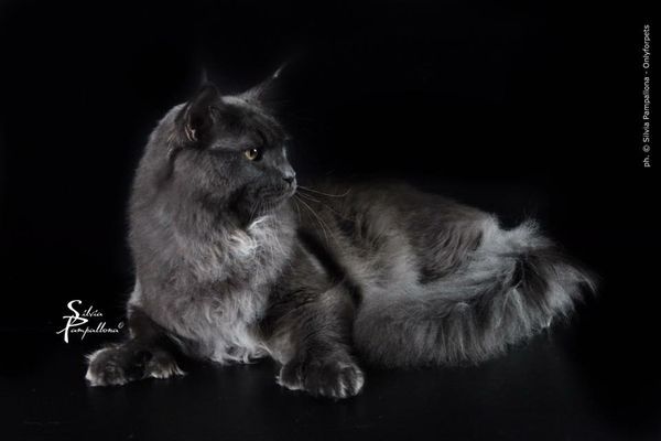 Indigo