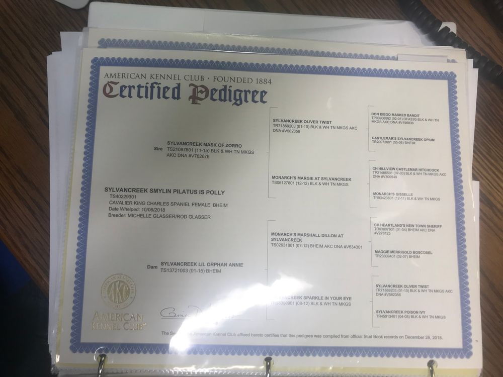Polly's Pedigree