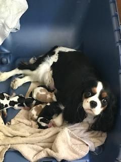 Skye with her first litter!!