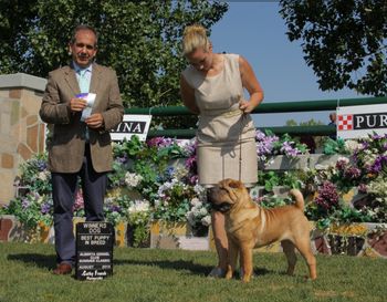 Corleone, Calgary Alberta Summer Classic show, August 2014 _ Winners Dog, Best Puppy in Breed, Handler Amanda McAllister