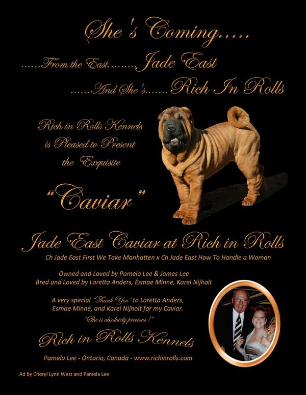 Magazine Ad for "Caviar"
GCH Jade East Caviar at Rich In Rolls CGN