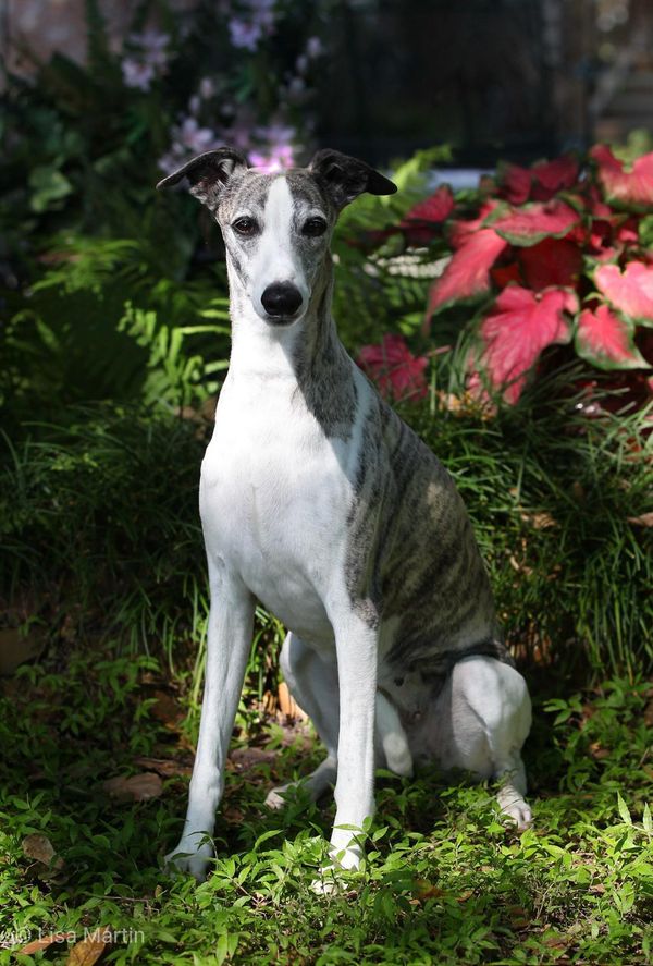 GCH Claire and 9.5 years old, still my heart dog!