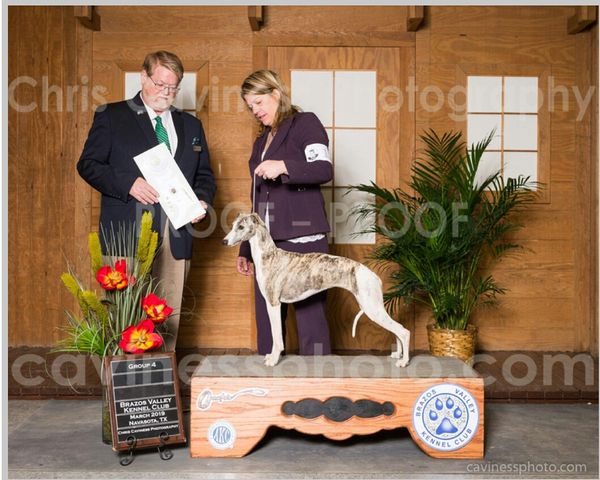 Magic finishing in style at 13 months old going Best of Breed for her 3rd major, and winning her first group 4 under "Red" Harold Tatro, breeder Judge.