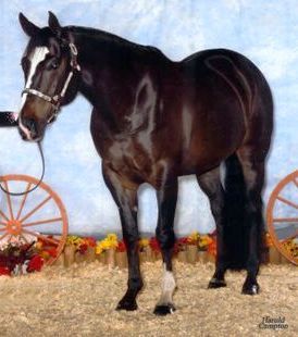 TO COOL FOR SCHOOL "Jocko" 1997 AQHA Gelding Prinzipple x Impress Skipstar 2003 AQHA Amateur Performance ROM 2006 AQHA Open Performance ROM 2011 Senior Western Reserve Champion, BBHA 2012 High Point Senior Western, LCHA