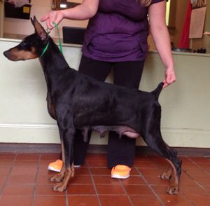 Jewel had just weaned pups! She's a great mom!