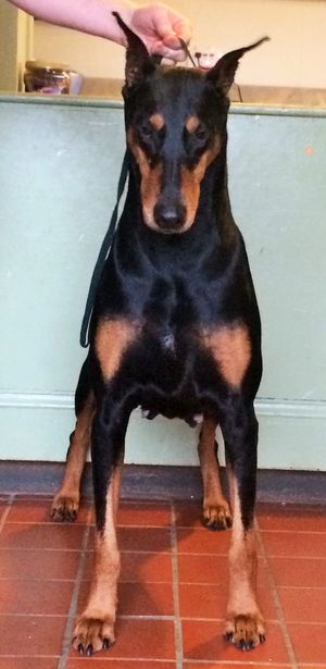 Miss Isis at 7 years young!