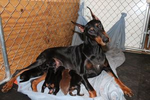 Jewel with her last litter, she's been spayed and placed with a dear friend.