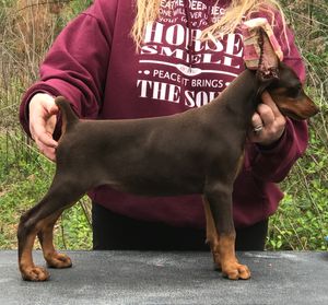 Meet our newest addition! Miss Flame is Falcon's grand daughter out of Sinclair's Hana aka Brooke