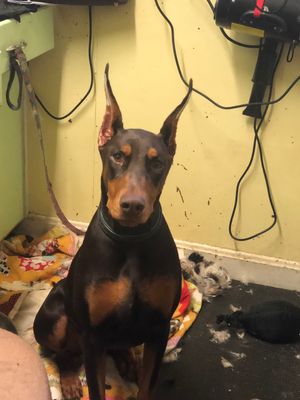 Is it time to leave the grooming shop?