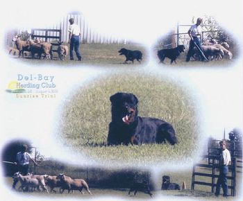 A herding collage of Phantom Wood High Hat HT PT HS (Stetson) owned by Amanda Nickle. Stetson is from my H litter (Holly x Pepper).