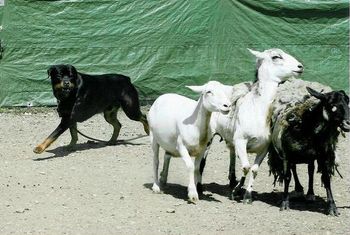 CT Imzadie's Anakin The Skys The Limit UD TDX VST AX AXJ RE VCD3 turning the sheep and showing very strong "eye". Note the intensity of his gaze. Anakin is out of a Jem daughter, (CH CT Phantom Wood Catrina Imzadie, UDX6, TDX, VST, NA, NAJ, RE) and a Jem grandson (CH Dugan von Boylan, TD). Anakin is also the sire of my J litter and is owned by Marilyn Blenz.