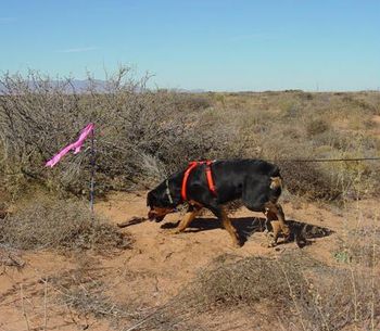 Phantom Wood Hendrix, TDX, RN, HIC, CGC, shown tracking in the very difficult terrain of New Mexico. Jimi is owned by Michele Mauldin.